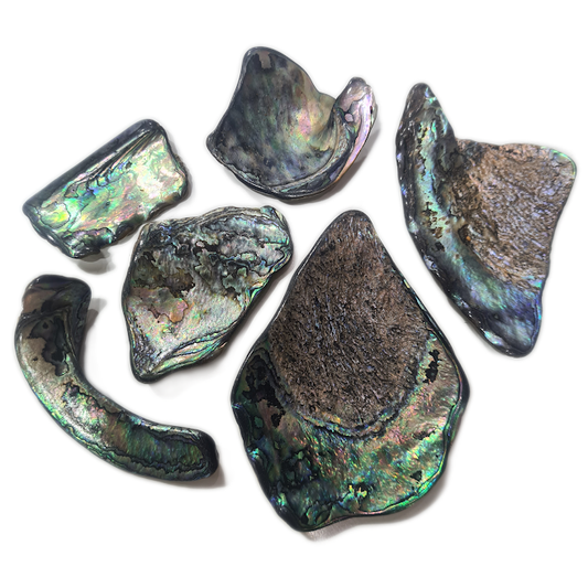 Large Sized 50g Paua Shell Pieces