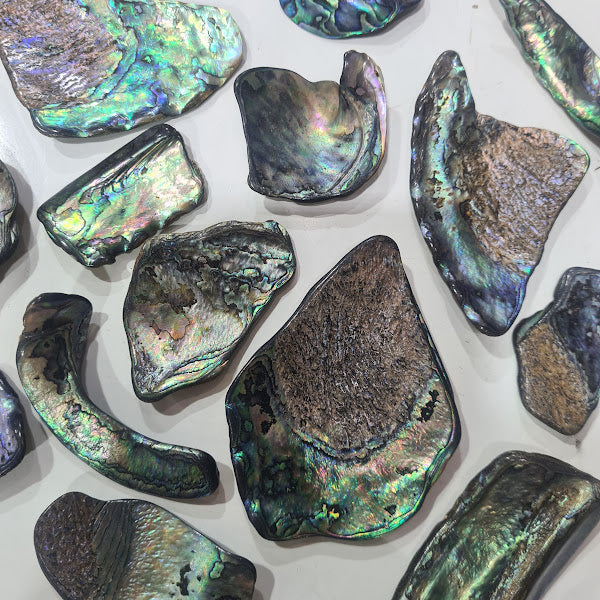 Large Sized 50g Paua Shell Pieces